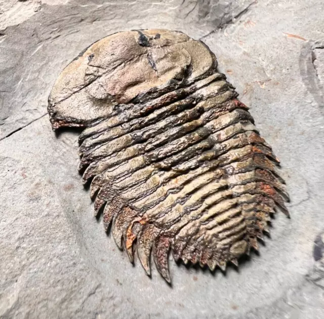 Bondonella sp. Trilobite Fossils - Taroudant, Morocco