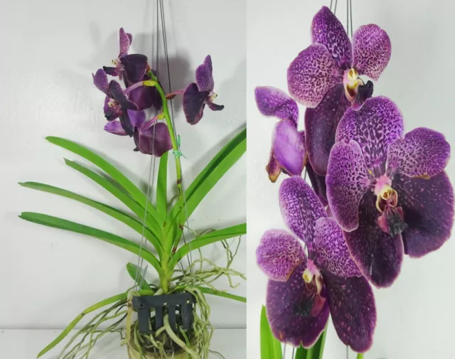 VANDA ROBERT'S DELIGHT 'Black' Flowering size XL Plant Orchidée Orchidées  EUR 25,29 - PicClick FR