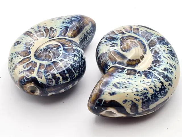 2 Stck große Keramik Porzellan Perlen Braun Blau Schnecke snail Tier Natur 40 mm