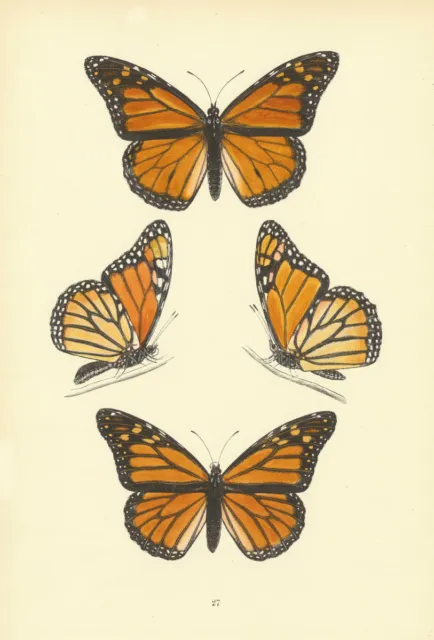 BRITISH BUTTERFLIES. The Monarch. MORRIS 1893 old antique print picture