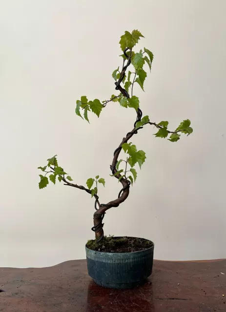 Silver Birch bonsai tree - Betula pendula (outdoor)