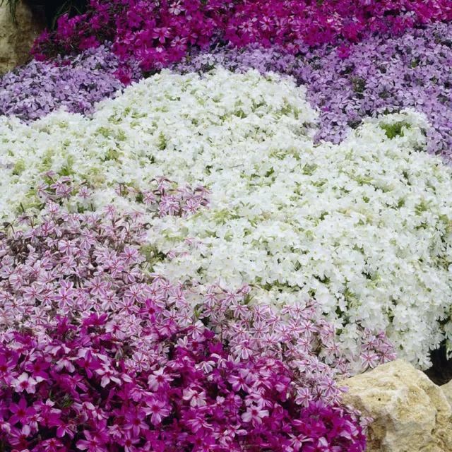 You Garden - Carpet Phlox Collection, Pack of 12 Mix Plug Plants Ready to Plant