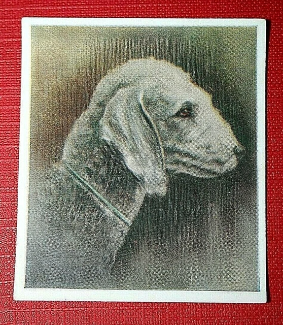 BEDLINGTON TERRIER   Vintage Textured Dog Portrait Card  WC07