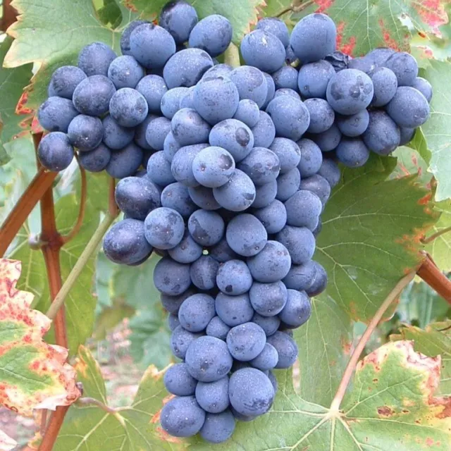 Weintraube Solara dunkelblaue Traube robute Tafeltraube mit süßen Früchten