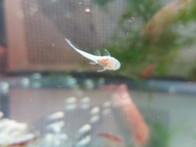 LOCAL PICKUP ONLY. 94134    2XAlbino BRISTLE-NOSE PLECO .75-1.5 inch Fish