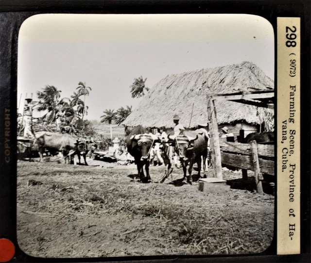 11-298 Magic Lantern Glass Slide Photo Farming Province of Havana Cuba
