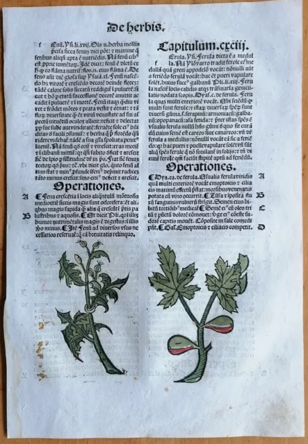 Original Post Inkunabel Hortus Sanitatis Koloriert Feige Venedig 1511