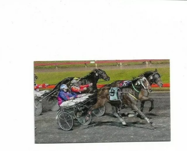 Harness Racing In Pictures At Albion Park Collector Card Il Pirata P-2