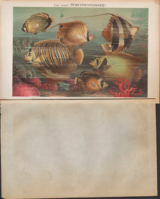 Chromo-Lithografie 1890: SCHUPPENFLOSSER. FISCHE Meer Ozean Fisch