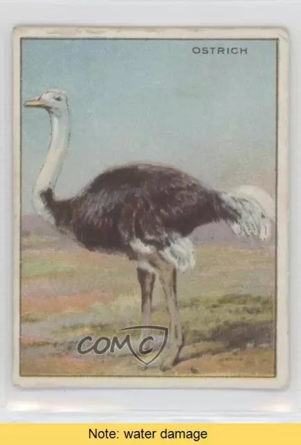 1909-11 Hassan Animals Series Tobacco T29 Hassan Ad Back Ostrich READ l7u