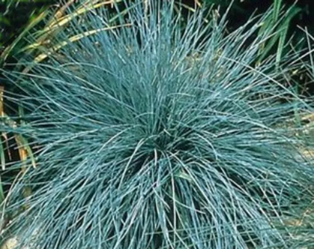 6 FESTUCA GLAUCA 'ELIJAH BLUE' 'BLUE GRASS' MEDIUM PLUG PLANTS - Hardy Perennial