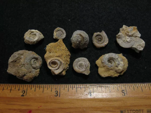 Ordovician Gastropod snail fossil Maclurites Bromide Fm Oklahoma small 1/bid