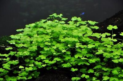 Hydrocotyle tripartita "Japan" in Vitro - Live Aquarium Plants Dwarf Pennywort