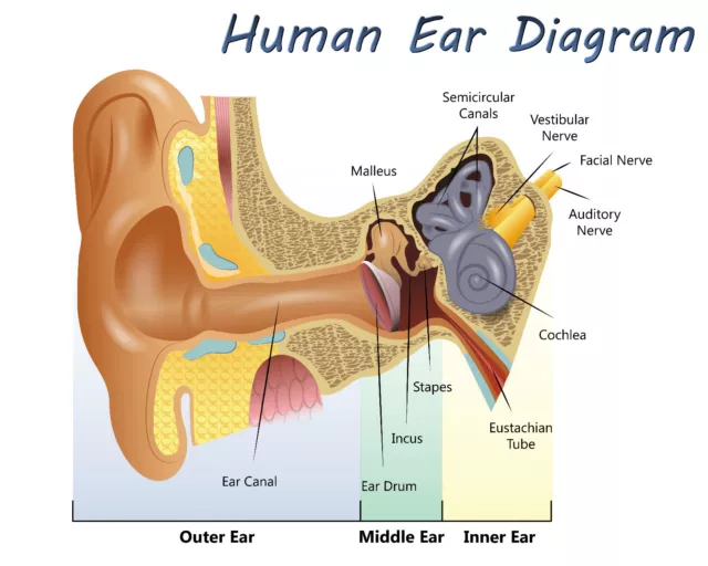 Human Ear Diagram educational Science wall art Beautiful poster Choose your Size