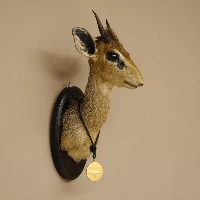 Dikdik Zwergantilope Con Medalla Principal Antílope Cabeza Preparado Taxidermy 3
