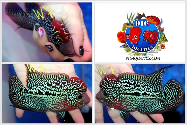 4 Inch King Kamfa Live Flowehorn #W7