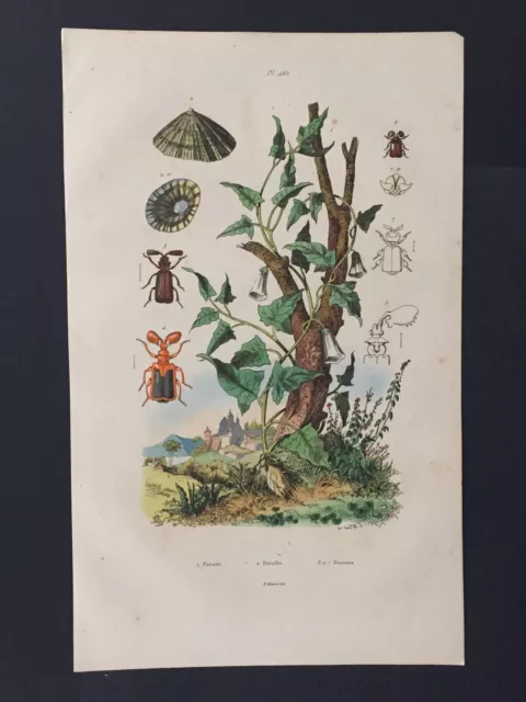 Gravure ancienne 1838 Histoire naturelle De Guerin Planche 465 Patelle Pausses