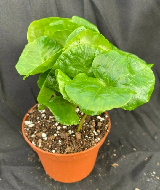 Coffea arabica.  Grow your own Coffee,  Rooted Plants Shipped in 3" Pot