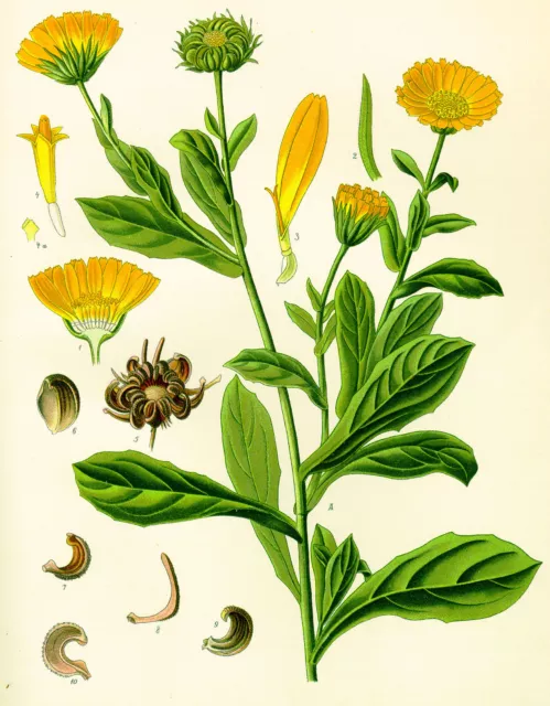 50 Semillas de Calendula (calendula Officinalis) seeds