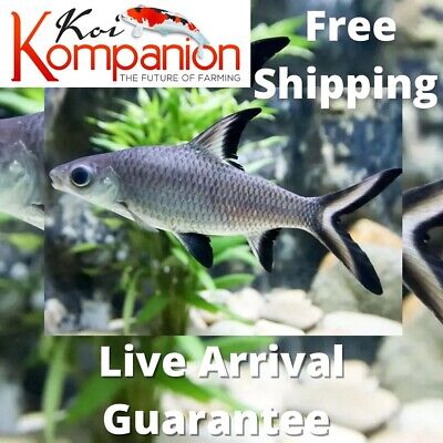 3/5/10/20X BalaShark Beginner Freshwater Fish Koi Kompanion Free Shipping