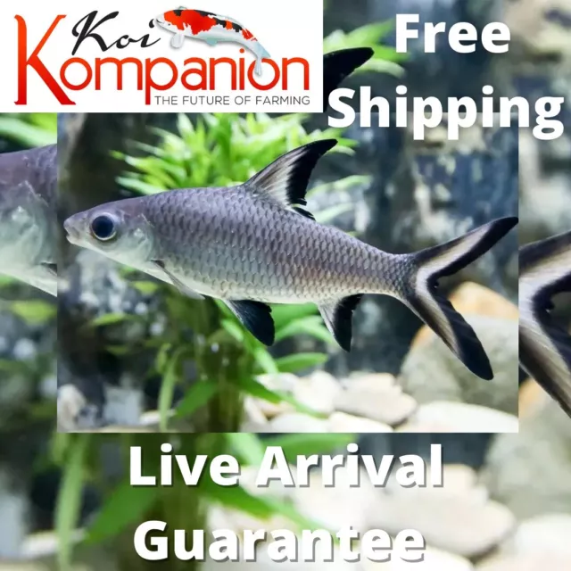 3/5/10/20X BalaShark Beginner Freshwater Fish Koi Kompanion Free Shipping