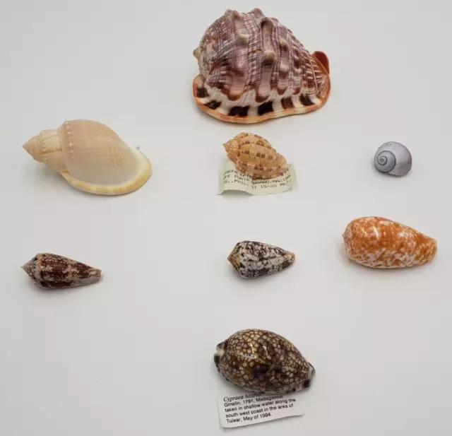 Large lot of 8 seashells Harpa, , Conch, Conus World wide sea shells