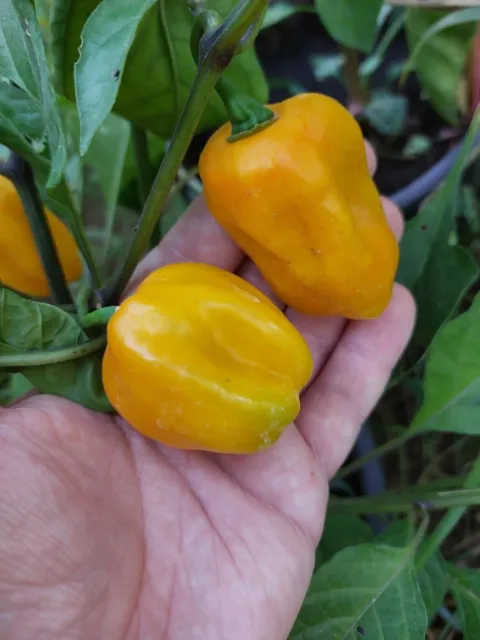 CHILE HABANERO GRENADA SEASONING CONDIMENTO DULCE 5+ Semilla Seed Graine Ch 231