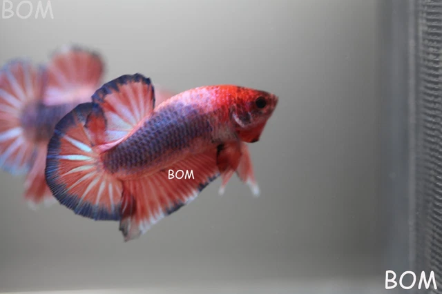 BOGO***Male HMPK Fancy Plakat Betta Fish: High-Quality HMPK_BOGO