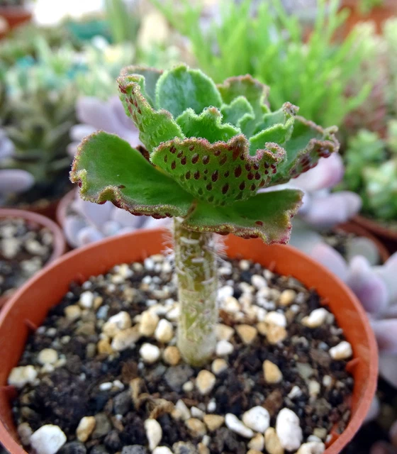 Aeonium de collection - Jardin & Plantes