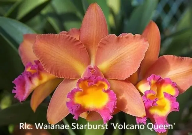 RON Cattleya Orchid Rlc. Waianae Starburst 'Volcano Queen' MERICLONE 50mm Pot