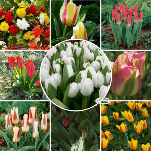 New Tulips Spring Dwarf Triumph Bulbs Flower Mixed Colour Garden Perennial Plant