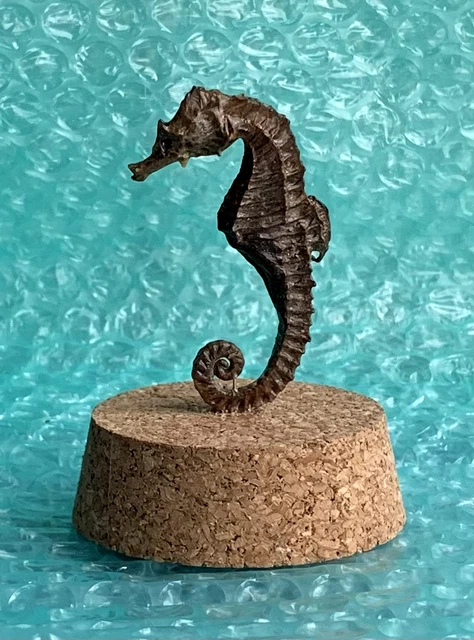 Jolie Broche Hippocampe (cheval De Mer) - Bijou Fantaisie Neuf Sans Emballage
