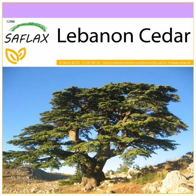 SAFLAX  - Lebanon Cedar - 20 seeds - Cedrus