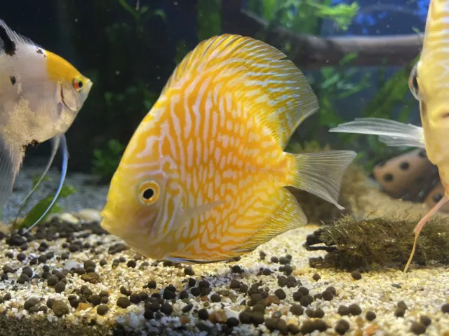 Discus-live 4’’5live arrival warranty overnight Shipping Freshwater SF aquatic