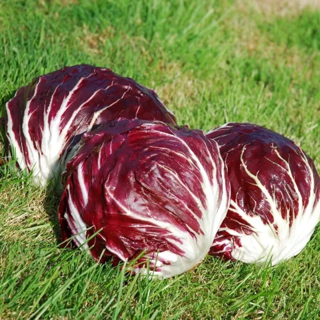 Cicoria Rossa Di Verona Apalla- Radicchio- Sementi  Insalata 1000 Semi