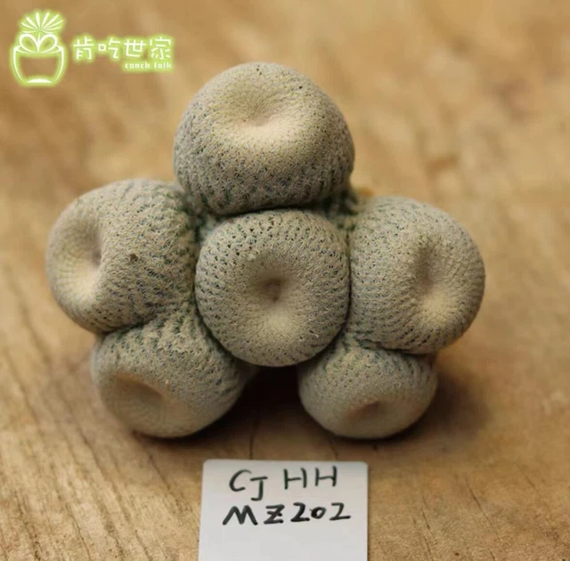 Boutique Cactus 4.7cm 6Heads Succulent Live Plant Epithelantha bokei WYSIWYG
