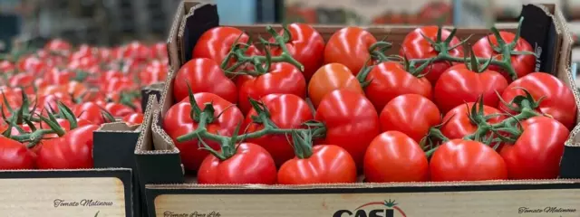 Tomaten frisch   Strauch Tomaten Kiste 5 kg