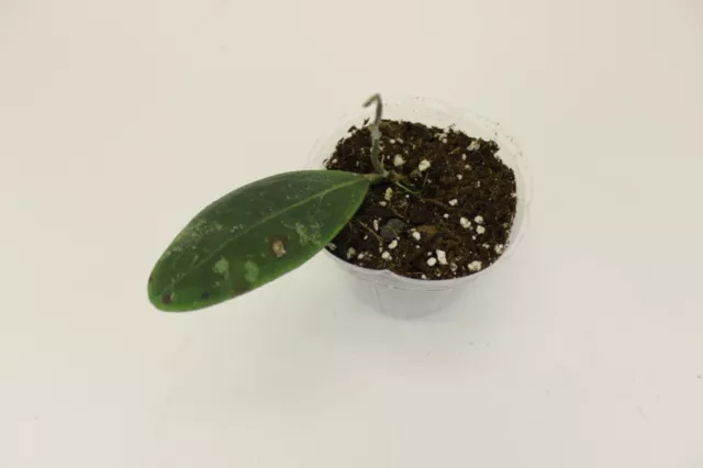 Hoya rintzii rooted plant