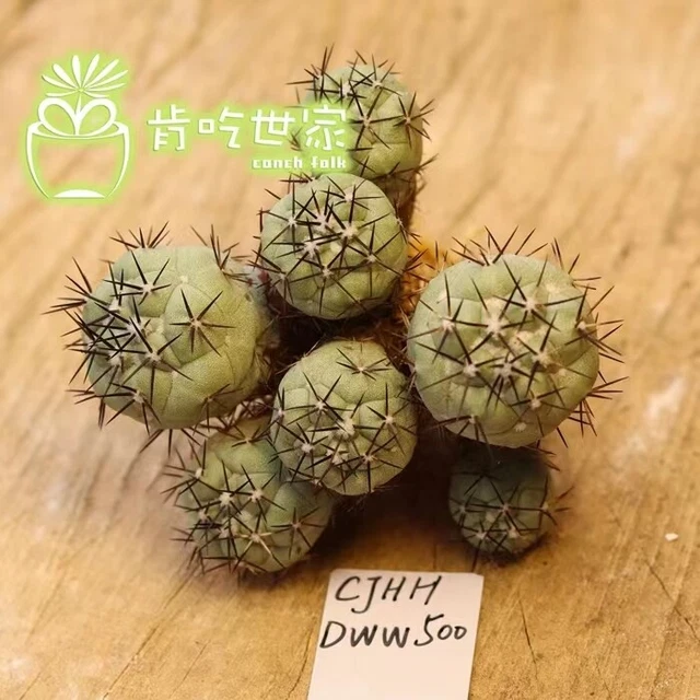 Boutique 6.4~6.7cm Succulent Live Plant Ortegocactus macdougalli WYSIWYG