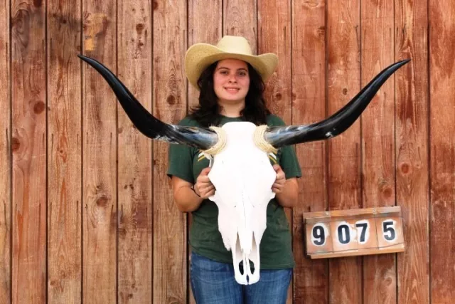 Steer Skull Polished Long Horns Mounted Art!! 3' 6" Cow Bull Longhorn H9075