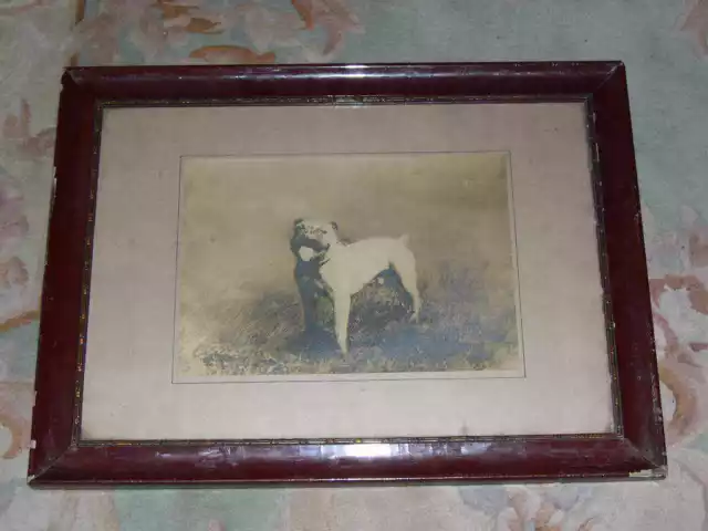 Rare Large Antique Bulldog Framed Photograph 1907 Bullmastiff Fighting Dog