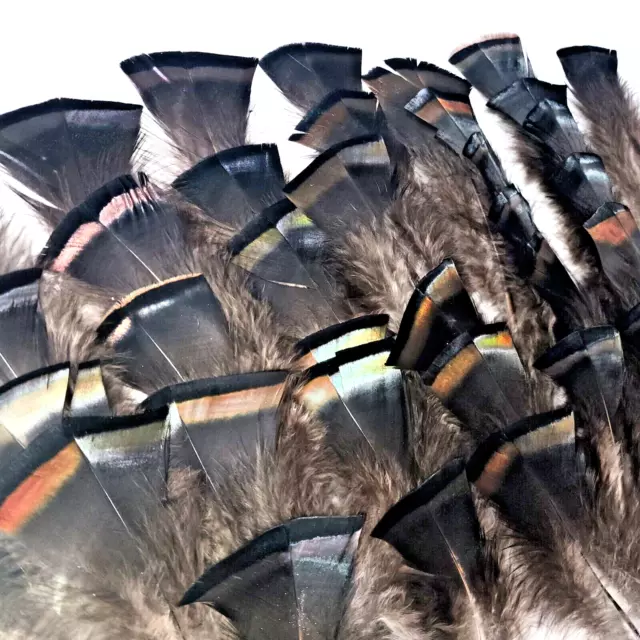50 Wild Turkey Metalic Black Feathers - Fly Tying, Arts & Crafts, Fishing