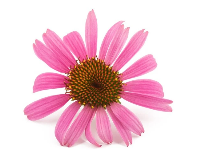 Nahrungsergänzungsmittel (Blumenaufguss)