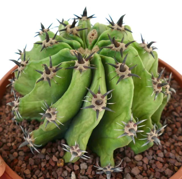 Ferocactus horridus BREVISPINUS & BLACK SPINES no crested variegated MT8