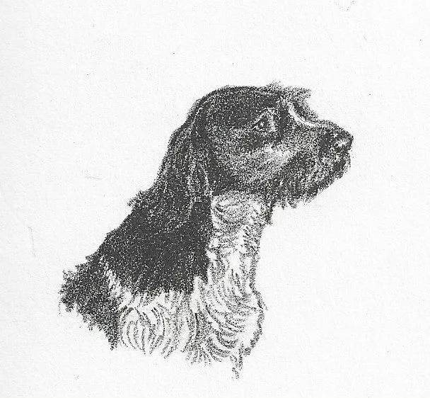 German Wirehaired Pointer #2 - CUSTOM MATTED - 1962 Vintage Dog Art Print - Cook