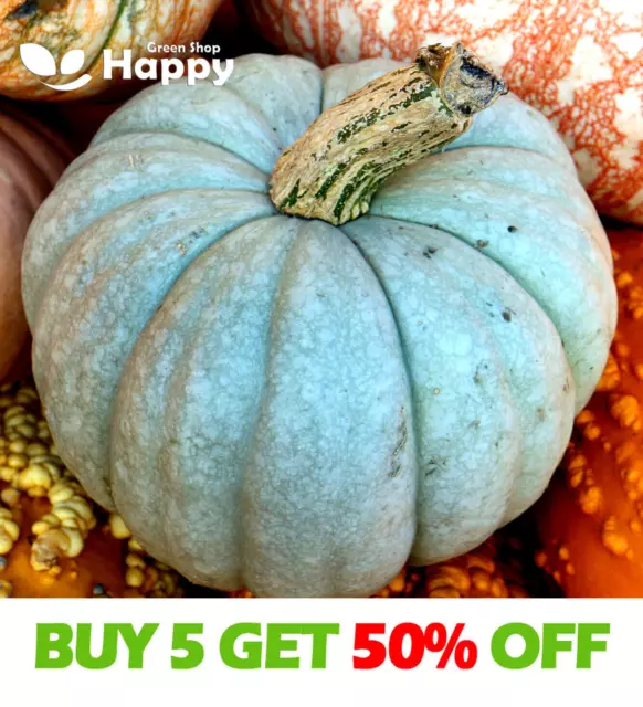 SQUASH QUEENSLAND BLUE - 5 SEEDS - Pumpkin Vegetable seeds - Blue Winter Squash