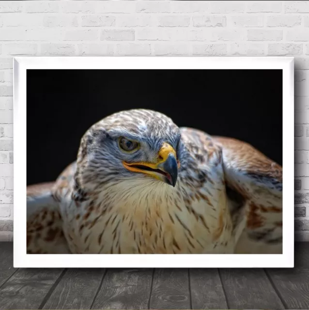 Red Tailed Hawk Bird Quebec Canada Red-Tailed Hawks Wall Art Print