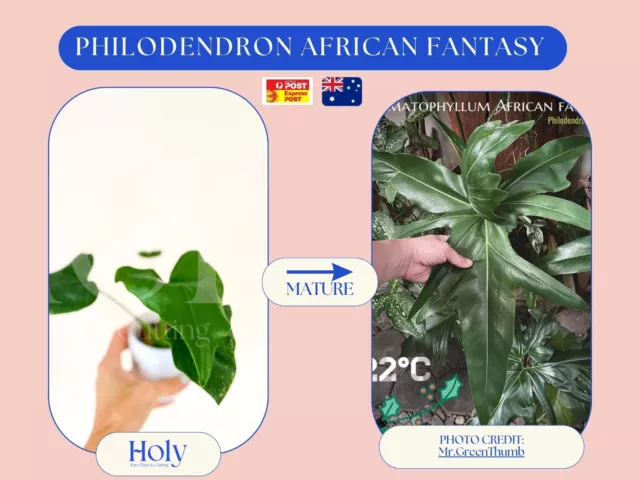 Philodendron African Fantasy Established Roots