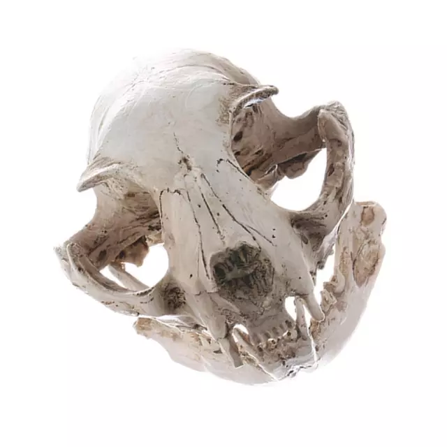 Realistic Resin Cat Skull Replica  Teaching Skeleton Model Ornament