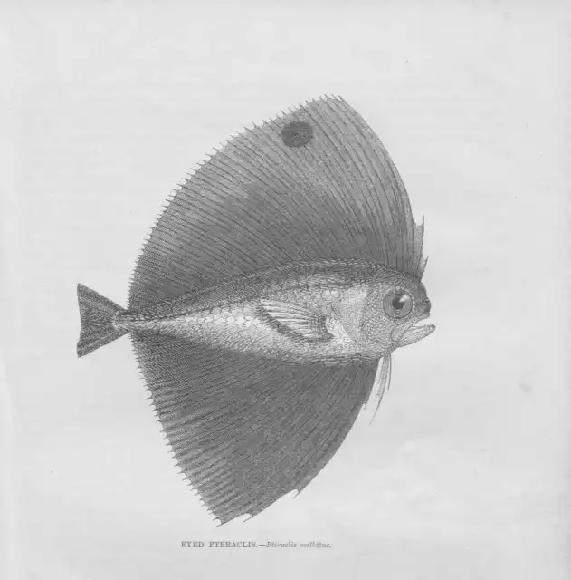 Eyed Pteraclis Stachelmakrele Caranx Gravure sur Bois De 1863 Fanfish